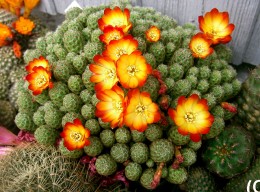 Sulcorebutia tarabucoensis   